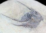 Spiny Leonaspis Trilobite - Foum Zguid, Morocco #49922-2